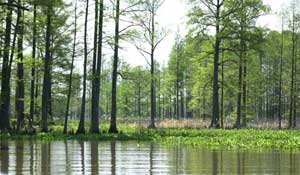 natural environment